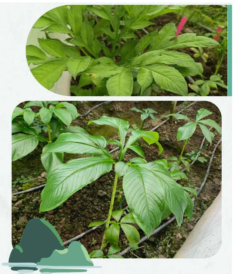 konjac yam plant