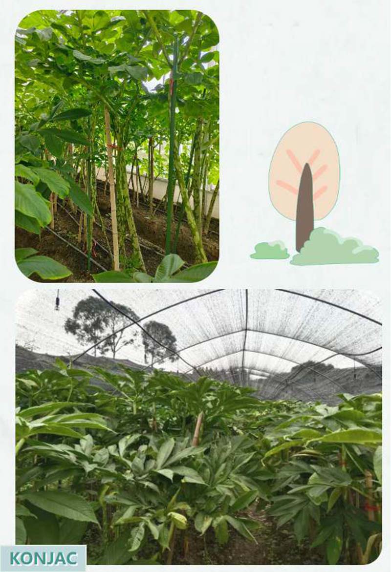 konjac yam plant