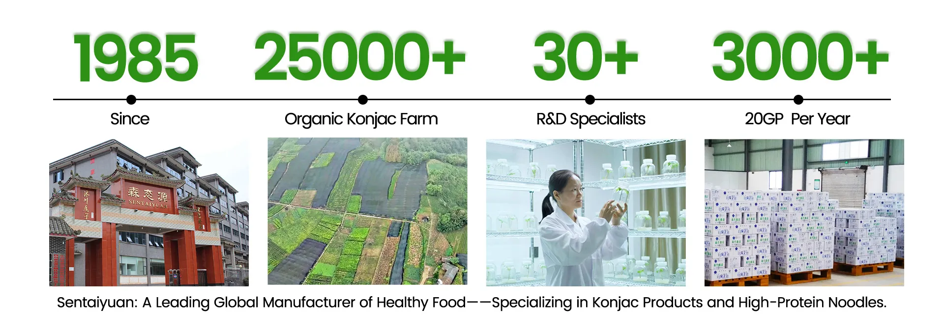 Best Konjac & High-Protein Noodles Manufacturer